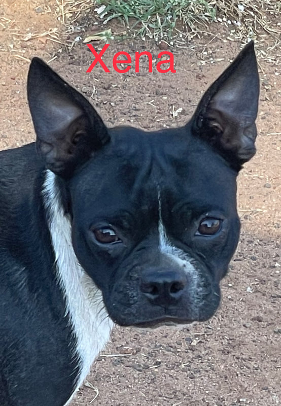 The dogs BOSTON TERRIERS